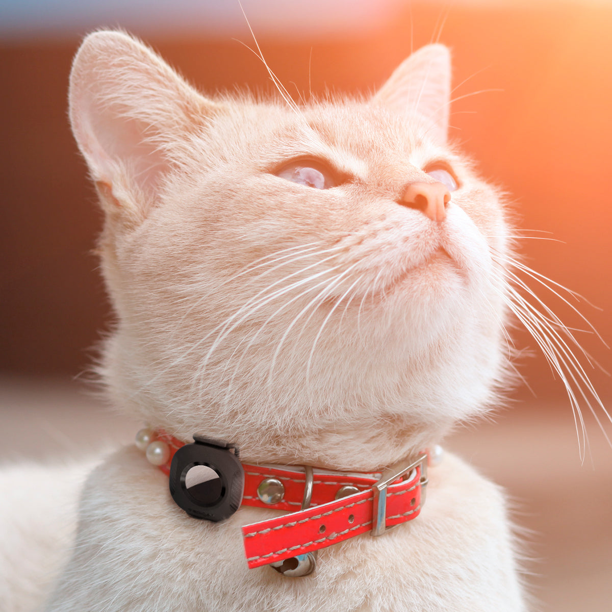 AHP09659 - AirTag Series Tag Armor 2 showing cat with air tag