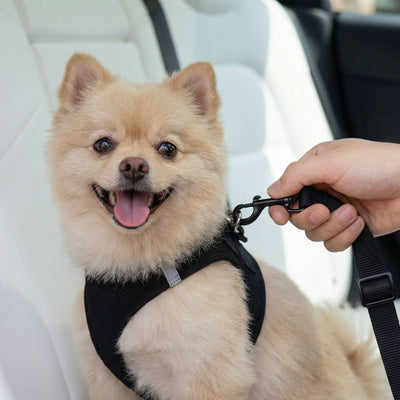 ACP08926 - Pet Car Seatbelt Tether | PS100 in Black showing side with a dog