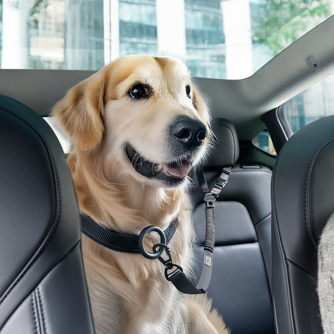 ACP08926 - Pet Car Seatbelt PS100 in Black showing a dog with a pet car seatbelt