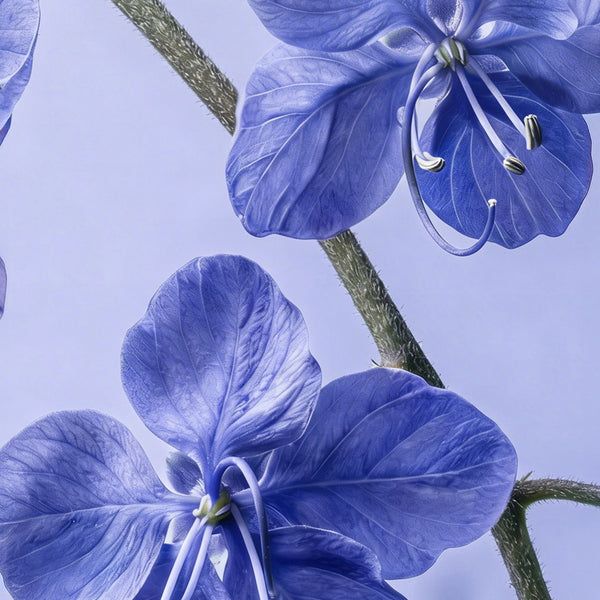 Wallpaper image of Cobalt Spring