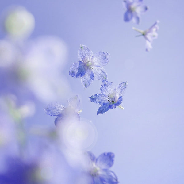 Wallpaper image of Cobalt Spring